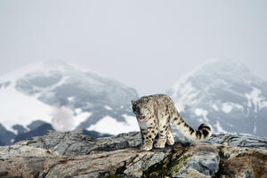 Snow leopard rescued in Afghanistan: "Spirit of the mountain" is "vulnerable"...
