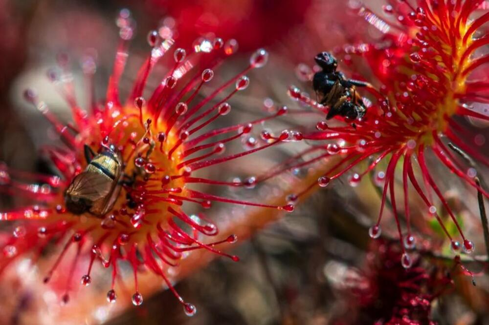 Ilustracija, Foto: Alamy