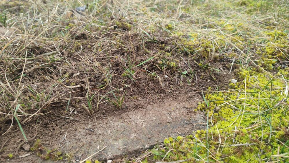 Kamen-temeljac zarastao u korov