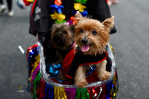 PHOTO Carnival in Rio has begun: Dogs in costumes and glitter paraded...