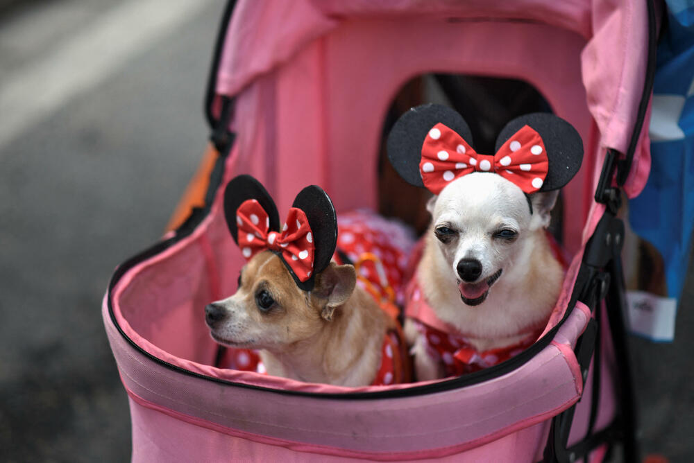 <p>Psići raznih veličina i rasa veselo su prošetali mašući repovima, dok su organizatori preko razglasa saopštavali njihova imena, dok su ulice bile zatrpavane konfetama</p>