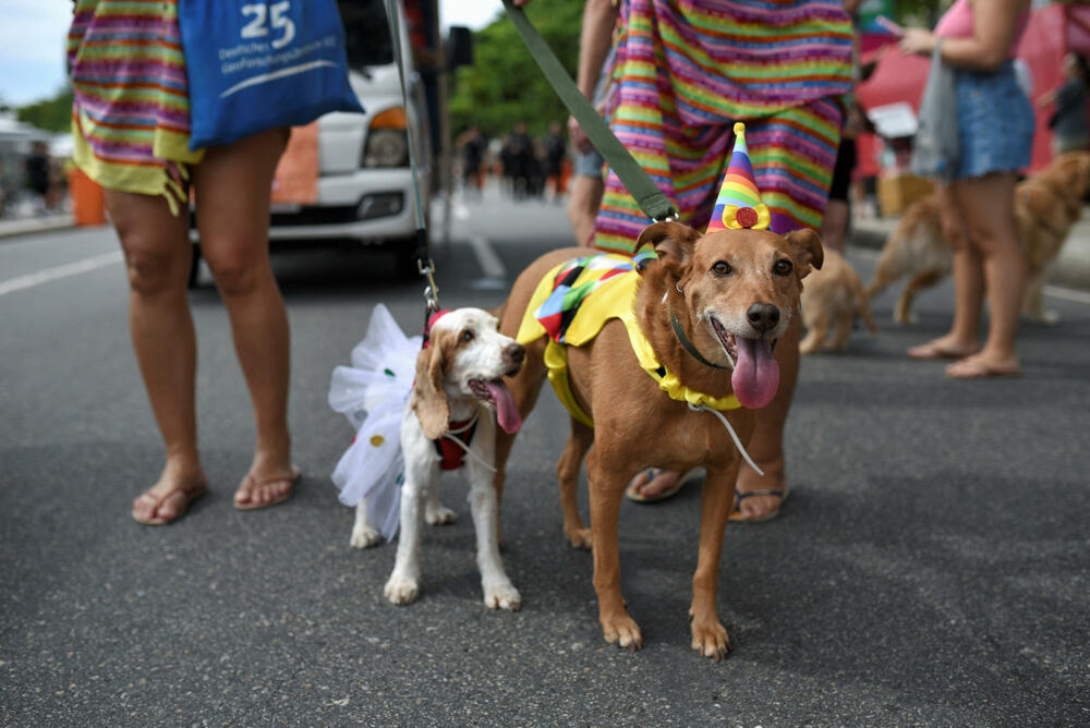 <p>Psići raznih veličina i rasa veselo su prošetali mašući repovima, dok su organizatori preko razglasa saopštavali njihova imena, dok su ulice bile zatrpavane konfetama</p>