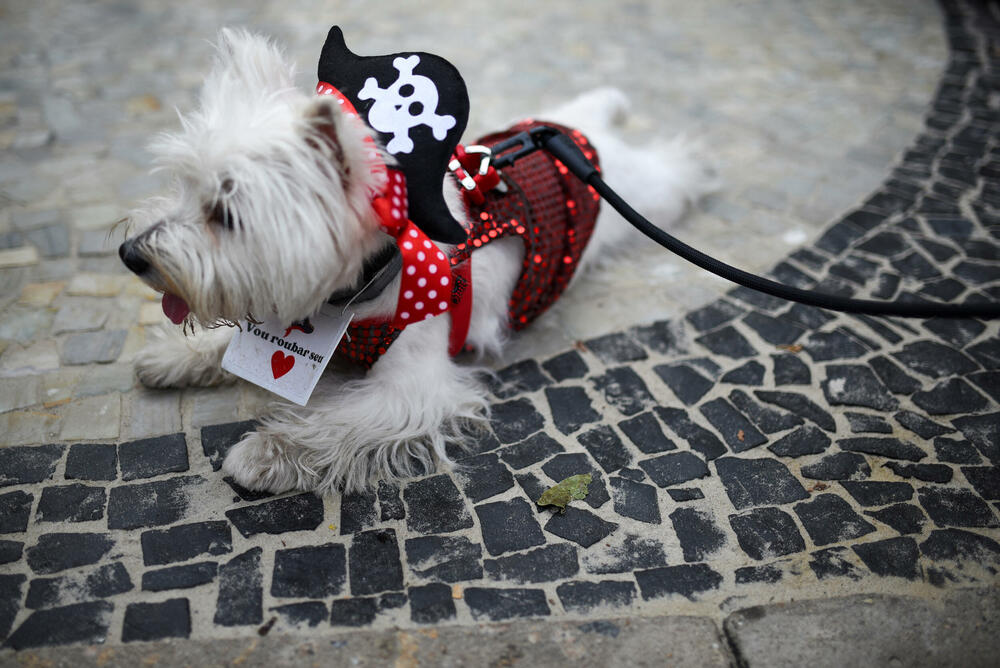 <p>Psići raznih veličina i rasa veselo su prošetali mašući repovima, dok su organizatori preko razglasa saopštavali njihova imena, dok su ulice bile zatrpavane konfetama</p>