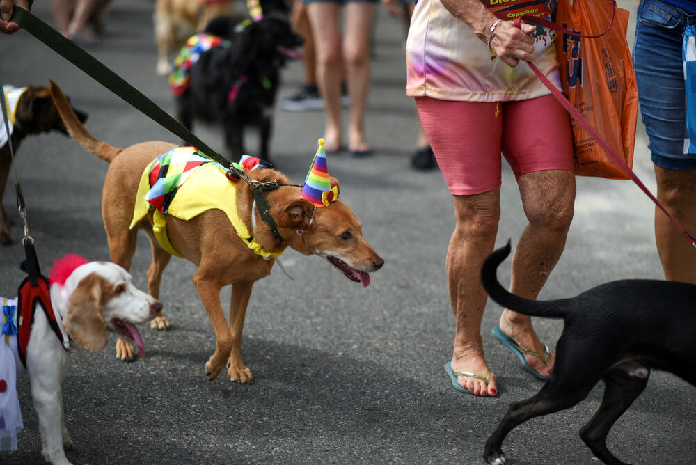 <p>Psići raznih veličina i rasa veselo su prošetali mašući repovima, dok su organizatori preko razglasa saopštavali njihova imena, dok su ulice bile zatrpavane konfetama</p>