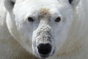 Nekim polarnim medvjedima prijeti umiranje od gladi usljed...