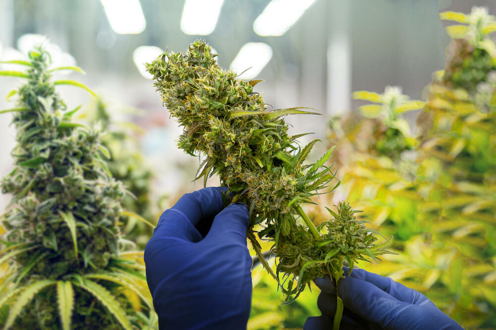 Kanabis (Ilustracija), Foto: Shutterstock