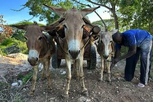 Milioni magaraca stradaju svake godine zbog "narodnih" ljekova