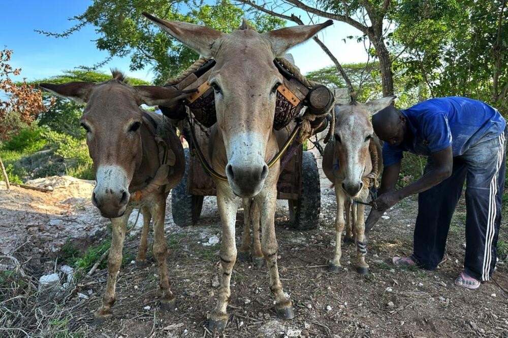 Posjedovanje magarca može da predstavlja razliku između skromnog života i nemaštine u siromašnim, seoskim zajednicama, Foto: The Donkey Sanctuary