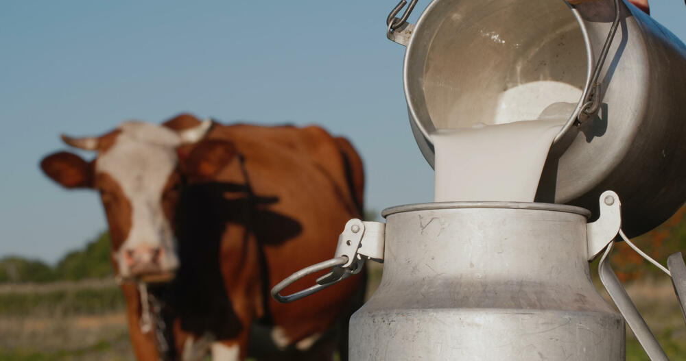 Bakterija u kravljem mlijeku u crnogorskim mljekarama šest puta više u odnosu na dozvoljeni u EU (ilustracija), Foto: Shutterstock
