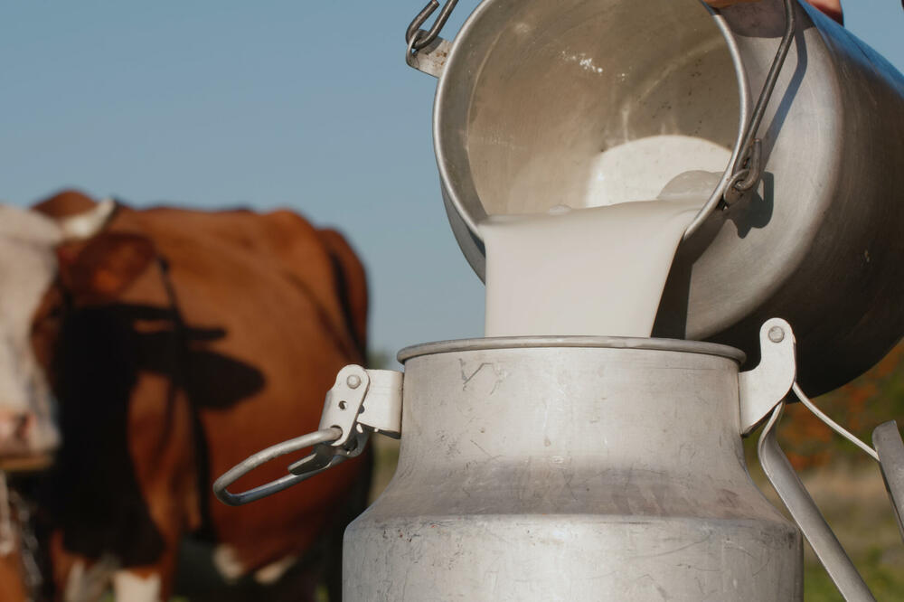 Bakterija u kravljem mlijeku u crnogorskim mljekarama šest puta više u odnosu na dozvoljeni u EU (ilustracija), Foto: Shutterstock