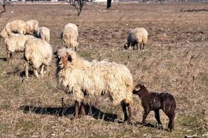 NGO Busha: Premiums for autochthonous breeds have not been increased even with this...
