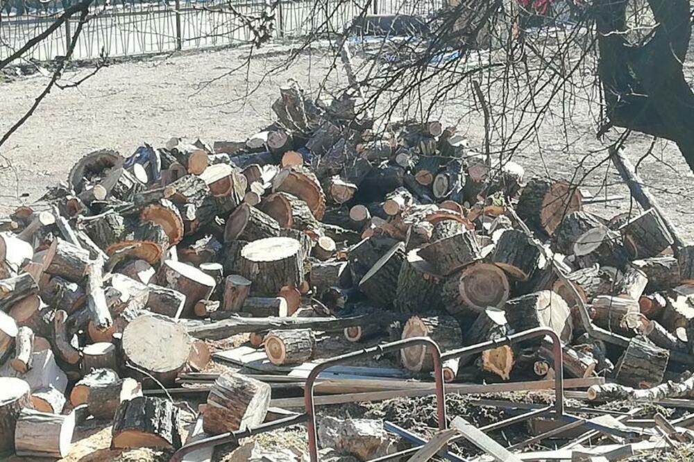 Posječeno drveće završilo kao ogrev, Foto: Privatna arhiva