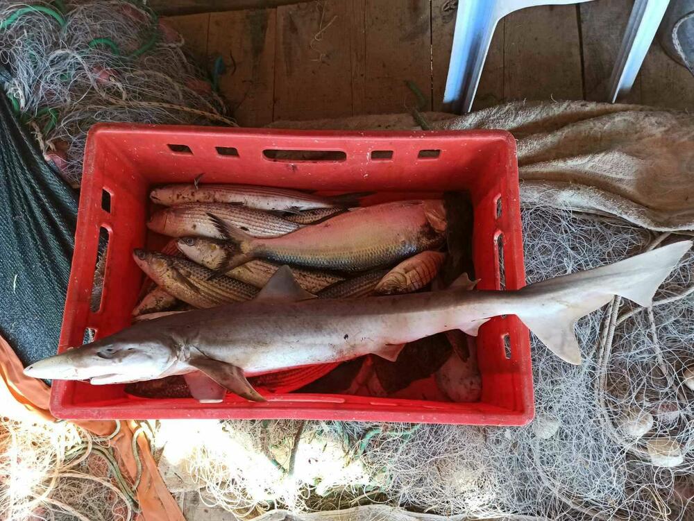 NAPRAVLJEN PRVI POPIS: Koliko ajkula i drugih riba ima u vodama Jadrana ...