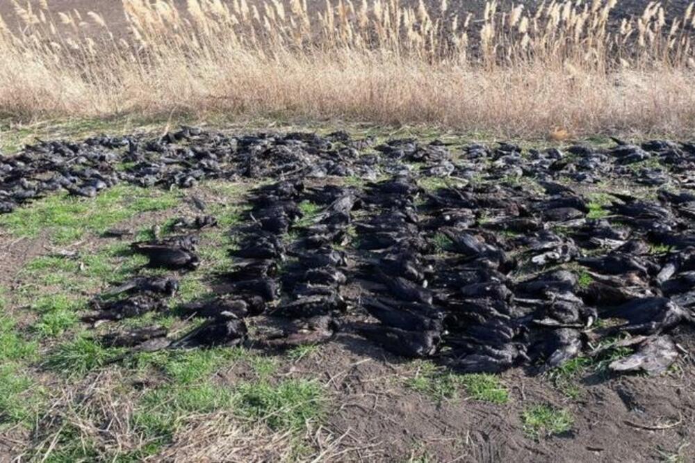 Uginule ptice, Foto: Društvo za zaštitu i proučavanje ptica Srbije