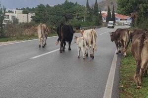 Akcija hvatanja lutajuće stoke u Budvi, pet goveda transportovano...