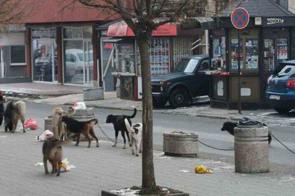 Napuštene životinje u centru grada, Foto: Očistimo Rožaje
