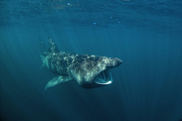The second largest shark filmed in the Adriatic