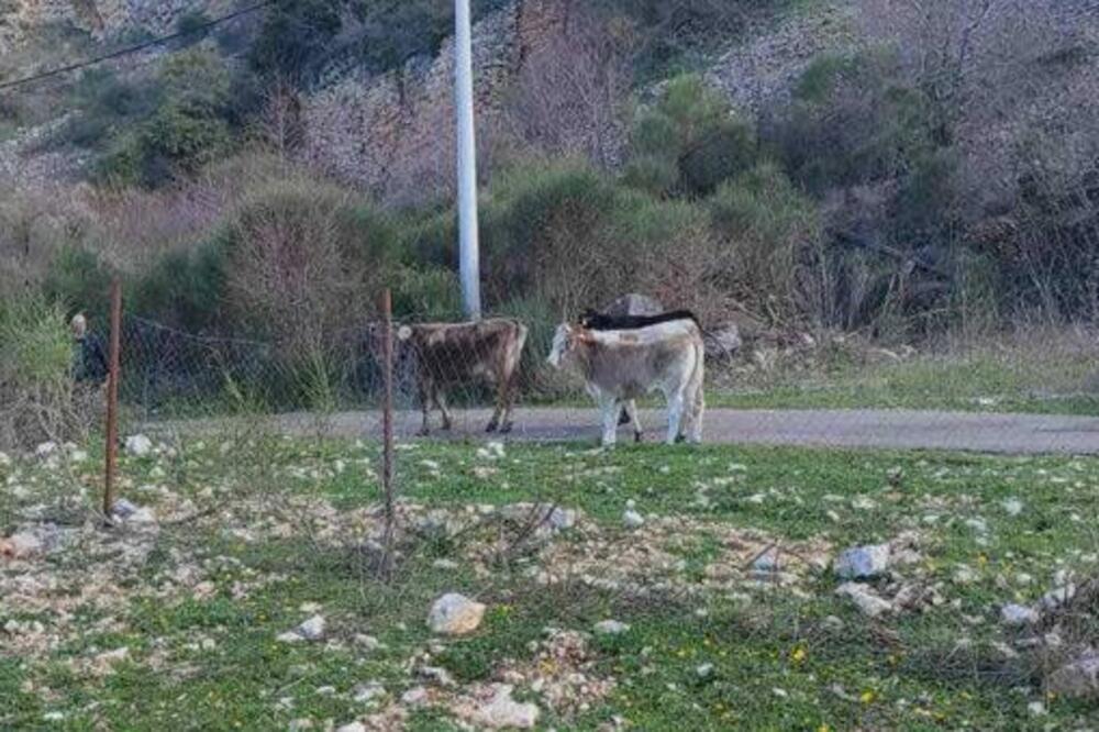 Foto: Privatna arhiva