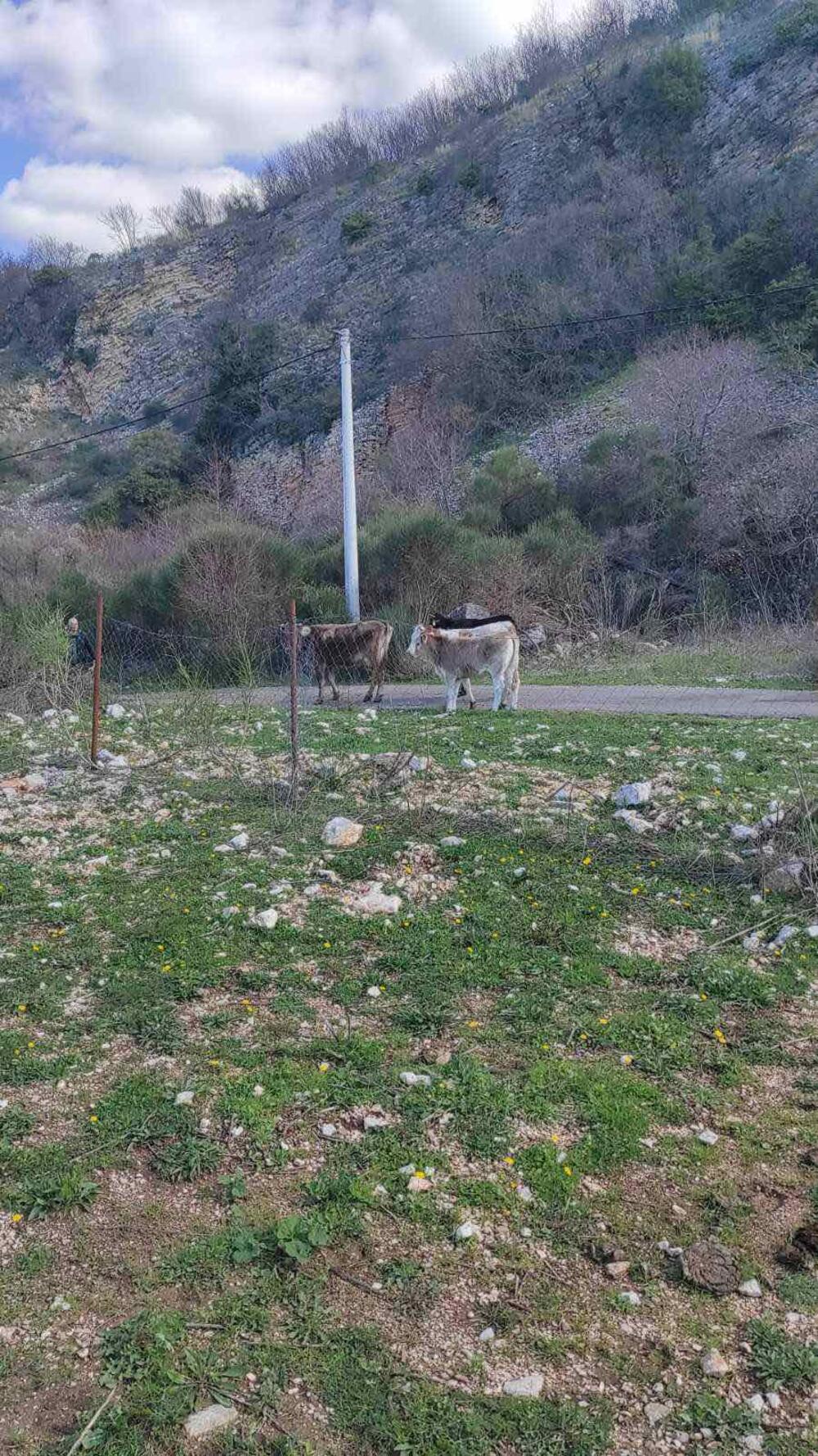 <p>Više grla govede, kako je "Vijestima" rečeno danas je uhvaćeno, nakon čega su kamionom Komunalnog preduzeća transportovana u karantin u Spuž.</p>