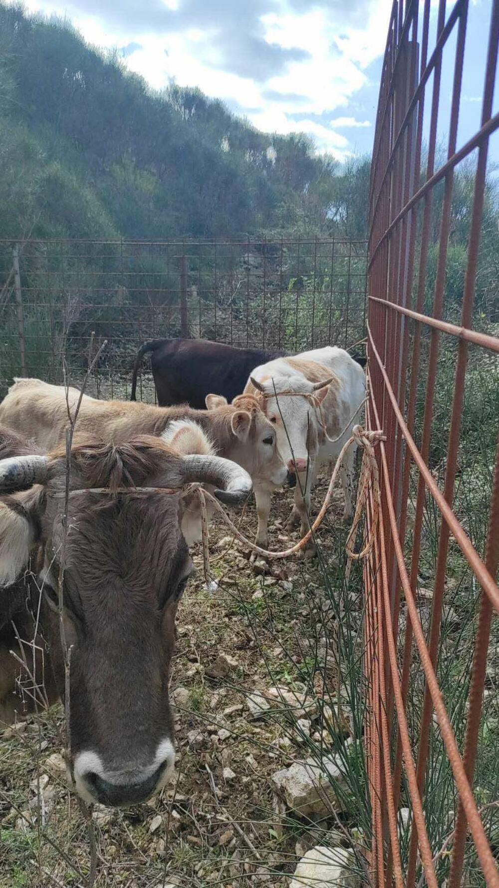 <p>Više grla govede, kako je "Vijestima" rečeno danas je uhvaćeno, nakon čega su kamionom Komunalnog preduzeća transportovana u karantin u Spuž.</p>