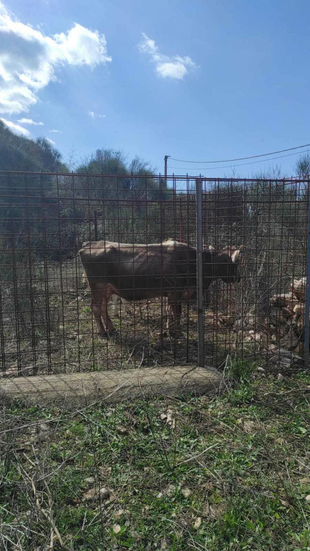 <p>Više grla govede, kako je "Vijestima" rečeno danas je uhvaćeno, nakon čega su kamionom Komunalnog preduzeća transportovana u karantin u Spuž.</p>