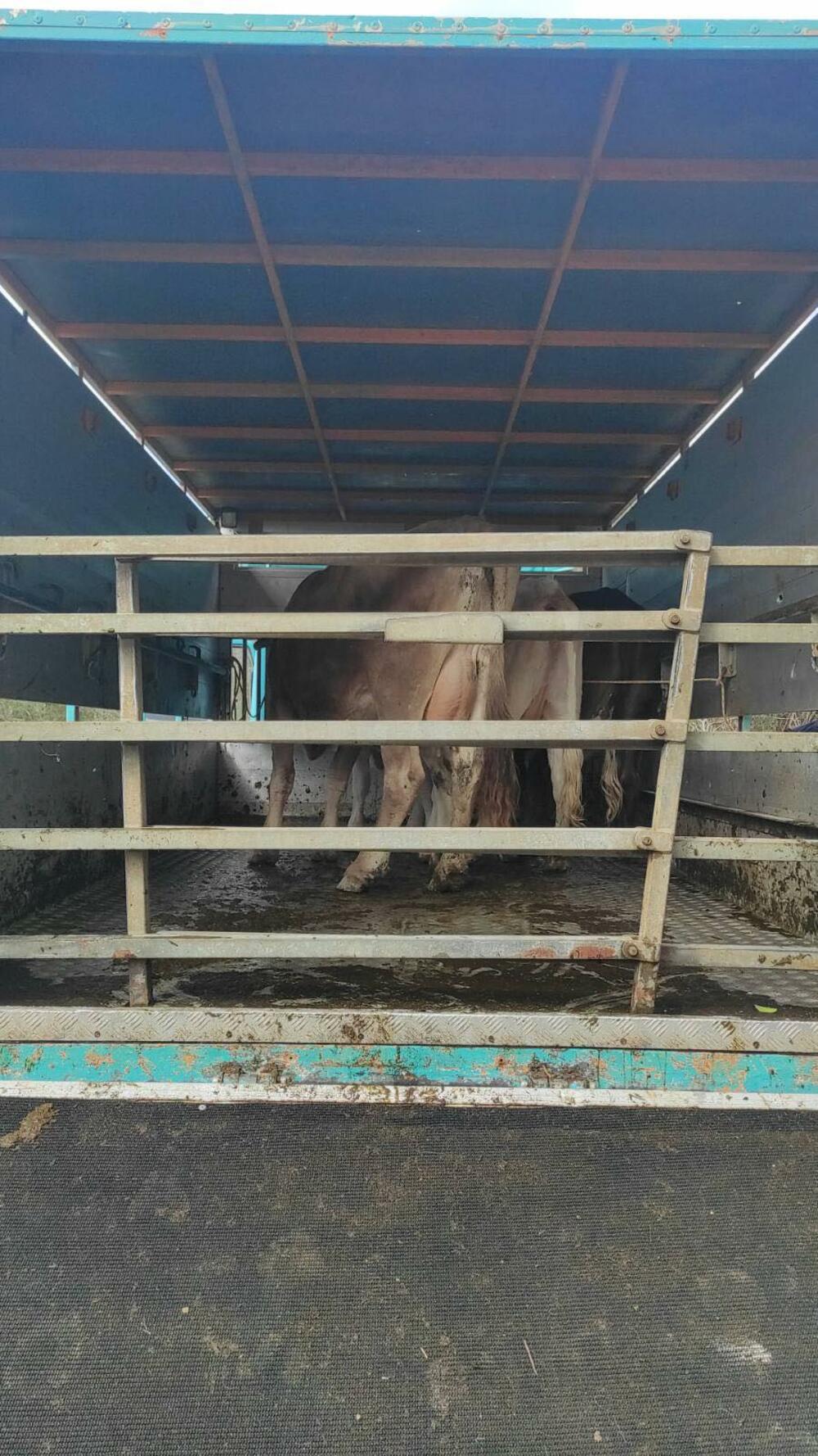 <p>Više grla govede, kako je "Vijestima" rečeno danas je uhvaćeno, nakon čega su kamionom Komunalnog preduzeća transportovana u karantin u Spuž.</p>