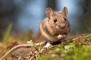 Mice on an island near Antarctica do a lot of damage: They also eat sea...