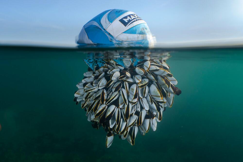 Foto: Ryan Stalker / British Wildlife Photo Awards