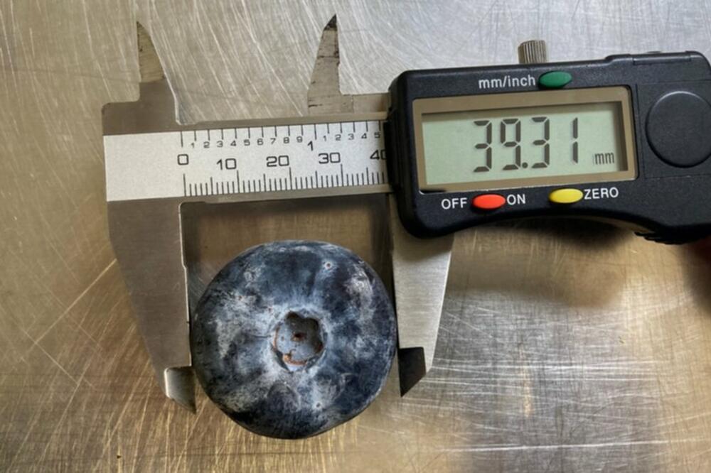 Plod je ušao u Ginisovu knjigu rekorda kao najteži ikada zabilježen, Foto: Costa Berries