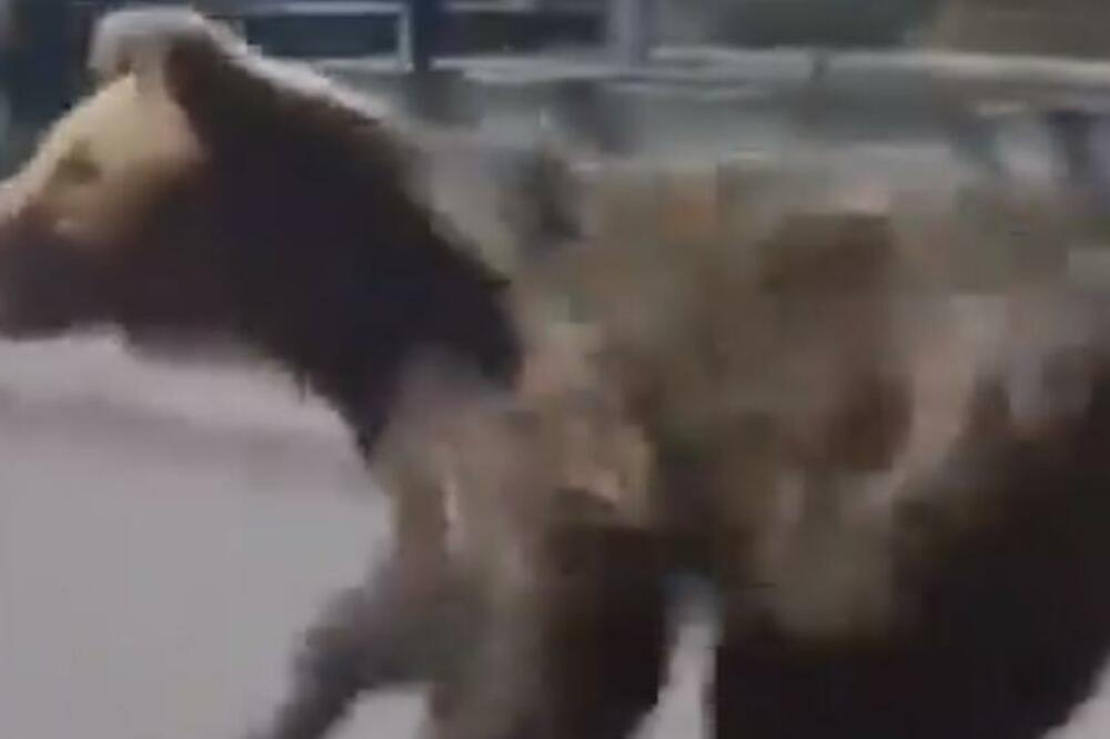 Medved je snimljen kako trči kroz grad poslije napada, Foto: BBC