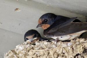 Svjetski dan lasta: "Jedva čekam da čujem njihov cvrkut"