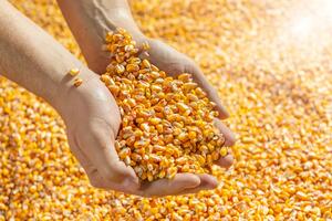 Fajnenšal tajms: EU se priprema da uvede carine na uvoz žitarica...