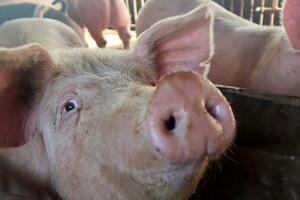 Hrvatska: Uzgoj svinja iz fotelje