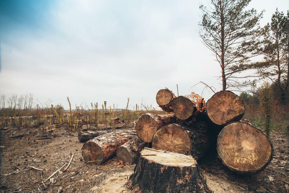 Šume odoše na izvoz građe i peleta, Foto: Shutterstock