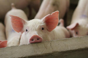 American doctors transplanted the kidney of a genetically modified pig in...