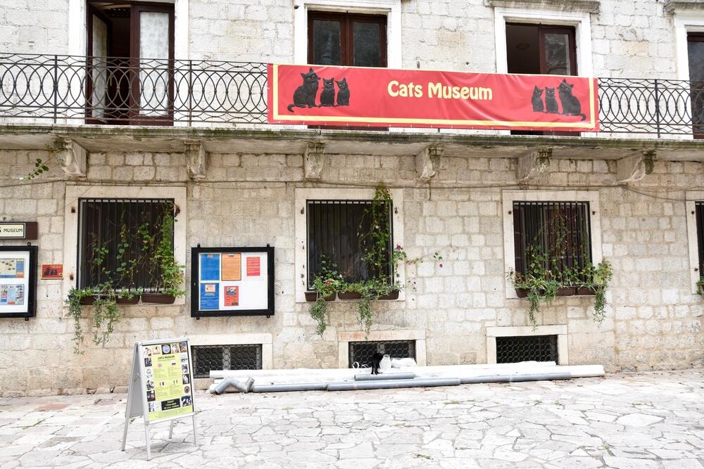 cats museum - honoring the city symbols