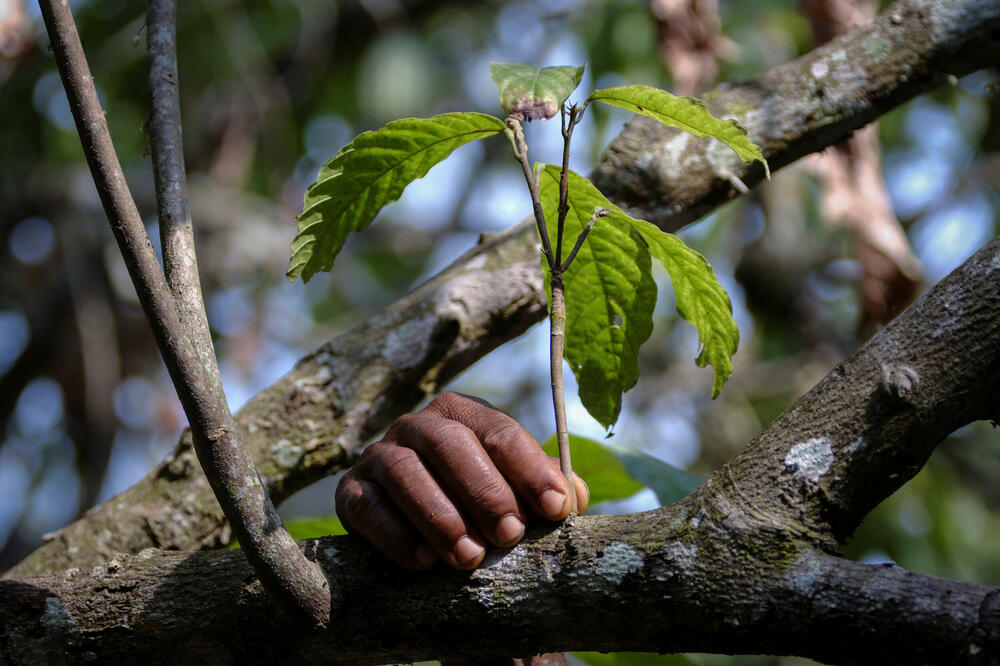 A field worker from the Cocoa Health and Extension Department (CHED) identifies cocoa trees affected by swollen shoot disease at a farm in the community of Osino in the Eastern Region, Ghana Photo: Reuters