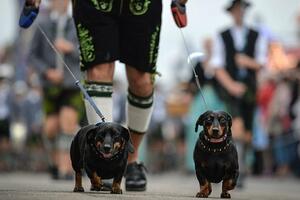 Germany denies reports of ban on dachshund dogs