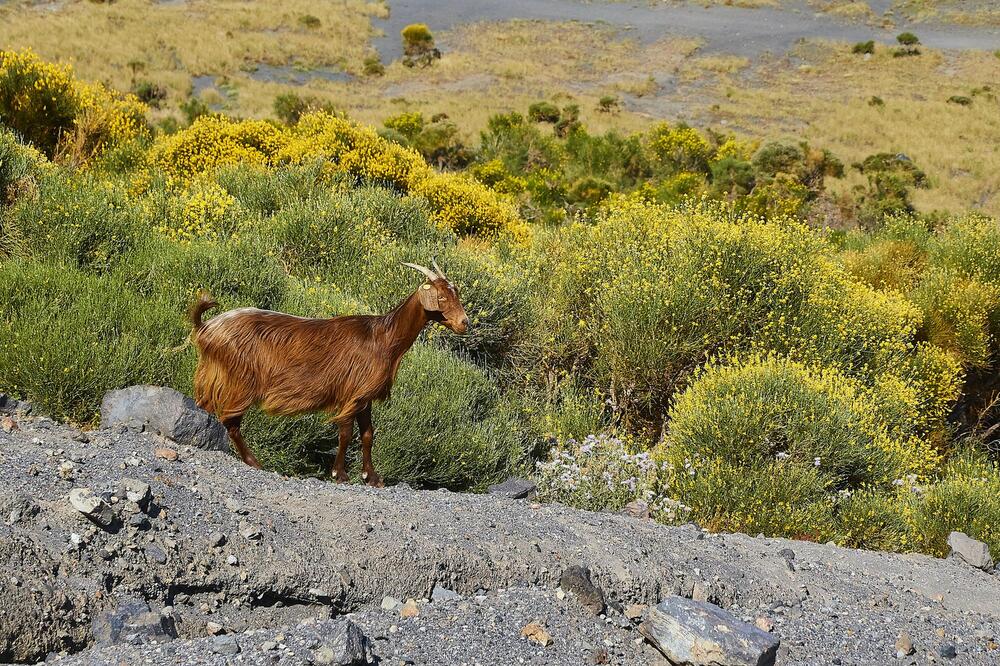 Koze su postale problem za stanovnike Alikudija, Foto: Getty Images