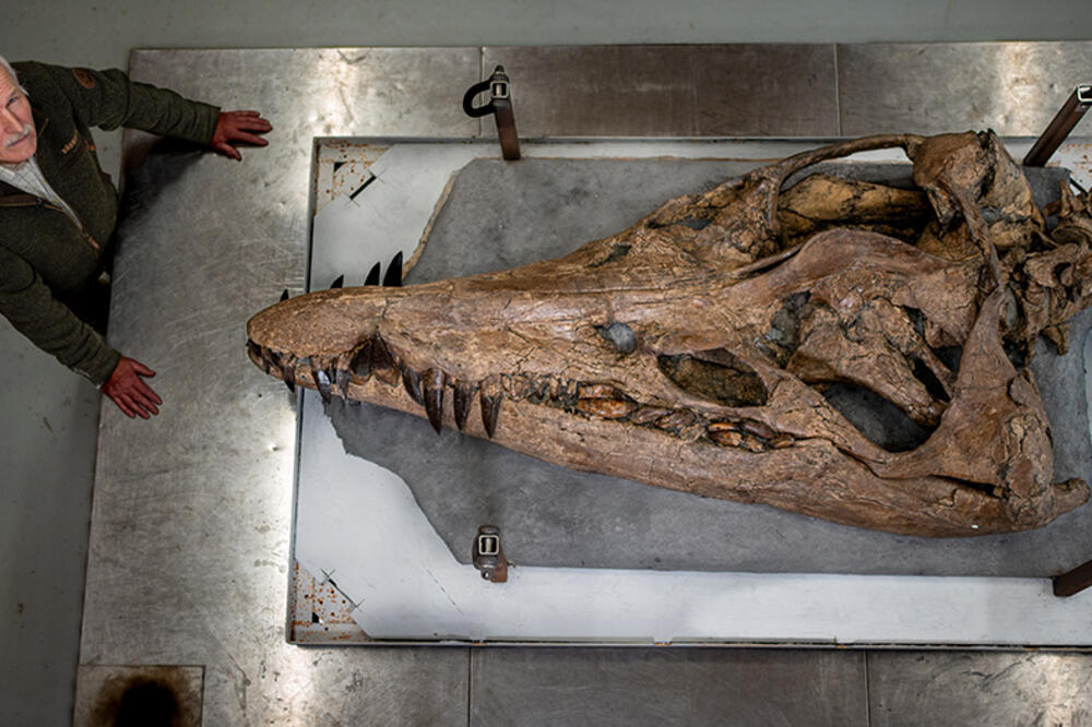 Stručnjaci su potvrdili da je ovo najočuvanija lobanja pliosaurusa pronađena do sada, a dugačka je dva metra, Foto: BBC/Tony Jolliffe