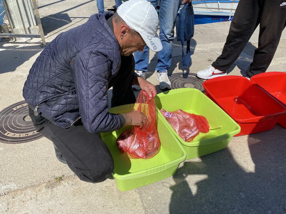 <p>Najveći ulov imao je Goran Boričić iz kluba za sportski ribolov „Igalo“ koji je ulovio tri kila i 180 grama ribe</p>