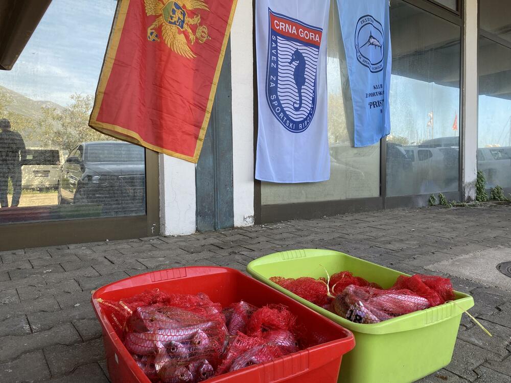 <p>Najveći ulov imao je Goran Boričić iz kluba za sportski ribolov „Igalo“ koji je ulovio tri kila i 180 grama ribe</p>