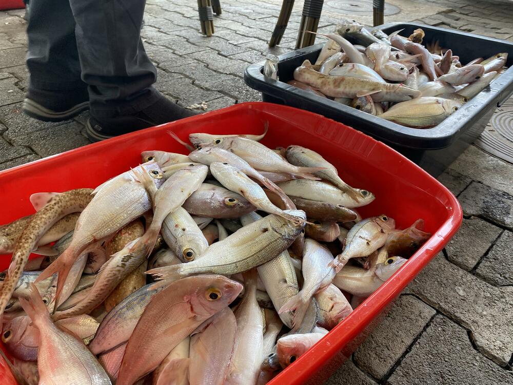 <p>Najveći ulov imao je Goran Boričić iz kluba za sportski ribolov „Igalo“ koji je ulovio tri kila i 180 grama ribe</p>