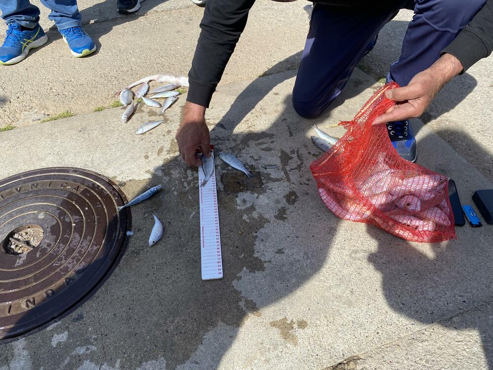 <p>Najveći ulov imao je Goran Boričić iz kluba za sportski ribolov „Igalo“ koji je ulovio tri kila i 180 grama ribe</p>