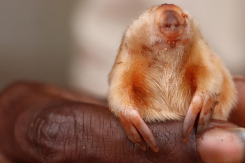 Torbarska krtica primećena je u Velikoj pješčanoj pustinji, Foto: Kanyirninpa Jukurrpa Martu Rangers