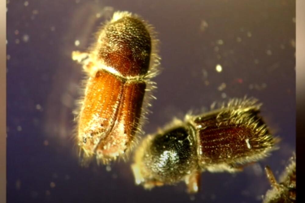 Potkornjak, Foto: Screenshot/TV Vijesti