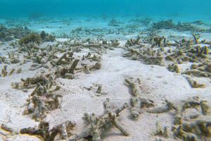 Scientists warn: Coral reefs are experiencing global...