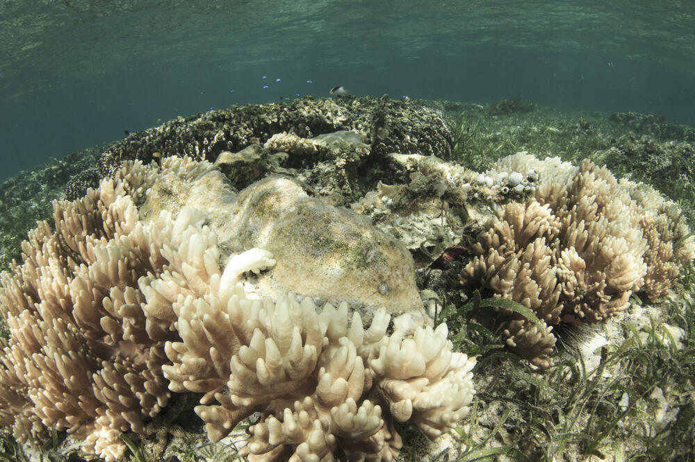 Coral bleaching process caused by global warming, Photo: Shutterstock
