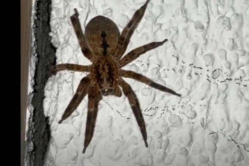 Foto: Printscreen YouTube