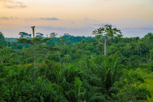 Poljoprivrednici u Liberiji krče šume radi stvaranja plantaža...